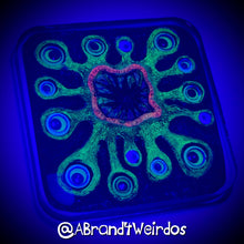 Load image into Gallery viewer, SHOGGOTH (GLOW IN THE DARK)(Handmade Beverage Coaster)